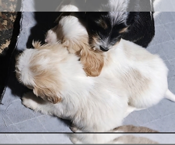 Medium Photo #2 Schweenie Puppy For Sale in BOWLING GREEN, KY, USA