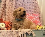 Rusty - Male Golden Retriever Puppy for Sale - Photo #3