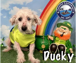 Havamalt Dogs for adoption in Arcadia, FL, USA