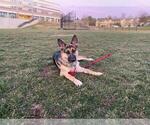 Small Photo #1 German Shepherd Dog Puppy For Sale in GERMANTOWN, MD, USA