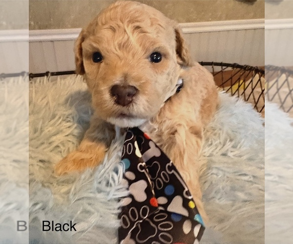 Medium Photo #6 Poochon Puppy For Sale in MOUNT PLEASANT, TX, USA