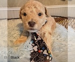 Puppy Black boy Poochon