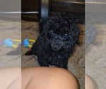 Small #25 Poodle (Toy)