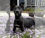 Small #3 Poodle (Standard) Mix