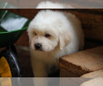 Small Photo #3 Great Pyrenees Puppy For Sale in POWDER SPRINGS, GA, USA