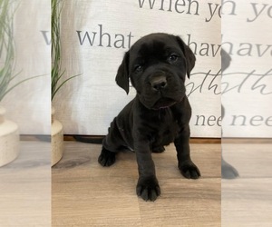 Mastador Puppy for sale in WILLIAMSBURG, OH, USA