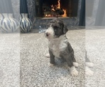 Small #12 Sheepadoodle