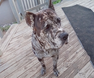 Father of the Cane Corso puppies born on 04/25/2026