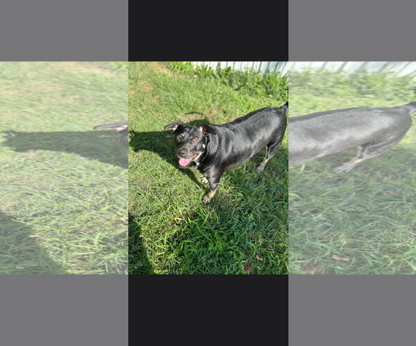 Medium Photo #1 American Staffordshire Terrier-Unknown Mix Puppy For Sale in NYC, NY, USA