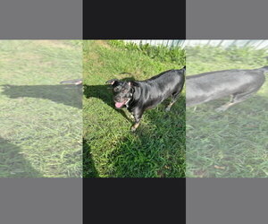 American Staffordshire Terrier-Unknown Mix Dogs for adoption in NYC, NY, USA