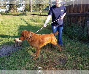 Father of the Golden Retriever puppies born on 12/30/2024