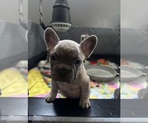 French Bulldog Puppy for sale in CHALMETTE, LA, USA