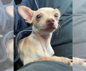 Chihuahua Dogs for adoption in Tarrytown, GA, USA