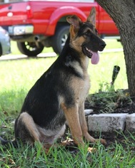 German Shepherd Dog Puppy for sale in KELLER, TX, USA
