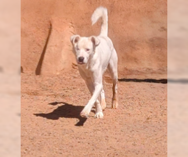 Medium Photo #3 Australian Shepherd-Unknown Mix Puppy For Sale in Pena Blanca, NM, USA