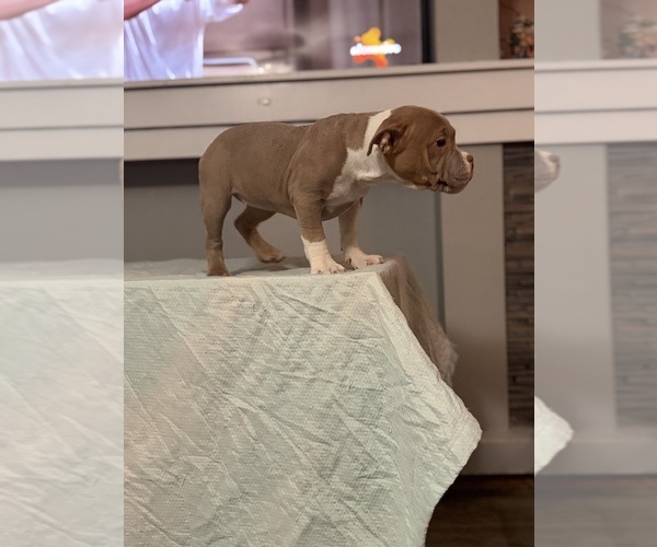 Medium Photo #2 American Bully Puppy For Sale in SAINT JOSEPH, MO, USA