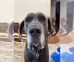 Small Photo #4 Great Dane Puppy For Sale in Bullard, TX, USA