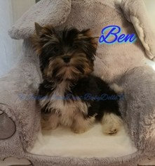Biewer Terrier Puppy for sale in PLAINFIELD, IL, USA