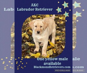 Labrador Retriever Puppy for sale in BROWNS VALLEY, CA, USA