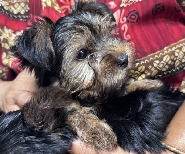Medium Photo #1 Yorkshire Terrier Puppy For Sale in INVERNESS, FL, USA
