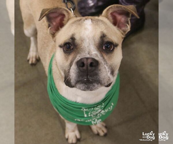 Medium Photo #3 Mutt Puppy For Sale in Washington, DC, USA