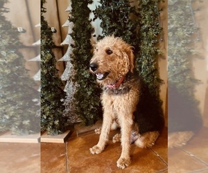 Mother of the Airedale Terrier puppies born on 11/11/2025