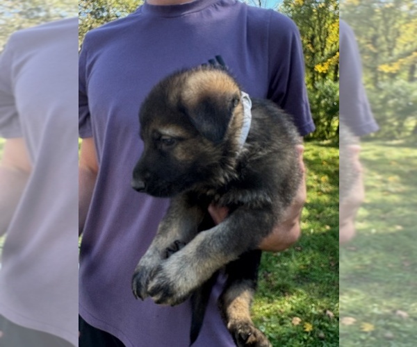 Medium Photo #6 German Shepherd Dog Puppy For Sale in MONROE, NY, USA
