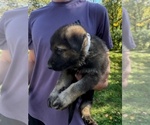 Small #5 German Shepherd Dog