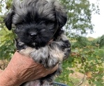Small Photo #25 Havanese Puppy For Sale in KODAK, TN, USA