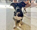 Small #1 American Pit Bull Terrier-Labrador Retriever Mix