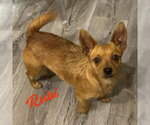 Small Chiweenie