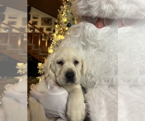 Labrador Retriever Puppy for Sale in NEOLA, West Virginia USA