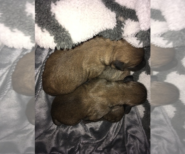 Medium Photo #5 Soft Coated Wheaten Terrier Puppy For Sale in ELLENSBURG, WA, USA