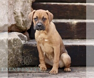 Boxador Puppy for sale in NEW HOLLAND, PA, USA