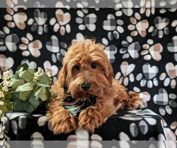 Medium Photo #7 Cavapoo Puppy For Sale in STEVENS, PA, USA