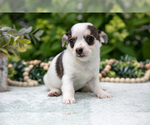 Small Photo #12 Chihuahua Puppy For Sale in BERNE, IN, USA