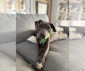 Bulldog-Unknown Mix Dogs for adoption in Tarrytown, GA, USA