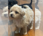 Puppy 3 German Hunting Terrier-Lowchen Mix