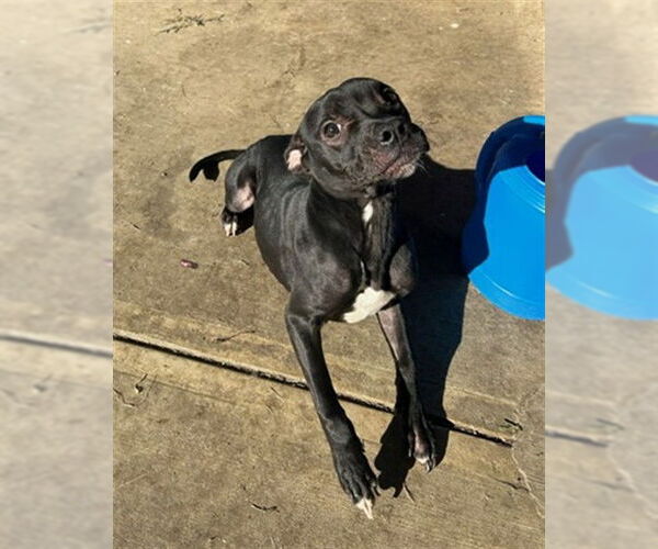 Medium Photo #1 American Pit Bull Terrier-Unknown Mix Puppy For Sale in Springfield, MA, USA