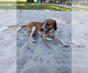 Finn IV - Male Beagle-Unknown Mix Dog for Adoption - Photo #2