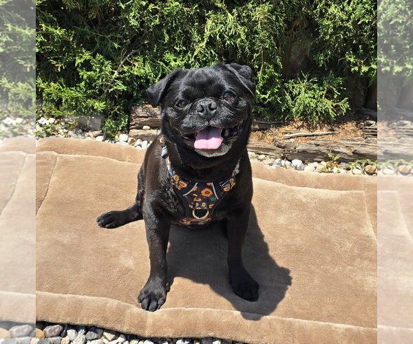 Medium Photo #3 Pug Puppy For Sale in Albuquerque, NM, USA