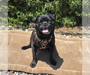 Precious Lil Ms Piggy = LAP PUG - Female Pug Dog for Adoption - Photo #3