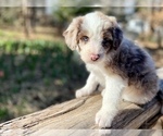 Small Photo #4 Bordoodle Puppy For Sale in GUTHRIE, OK, USA