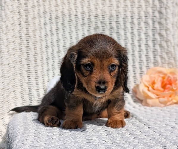 Medium Photo #3 Dachshund Puppy For Sale in GOSHEN, IN, USA