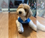 Small Photo #6 Goldendoodle Puppy For Sale in FALMOUTH, VA, USA