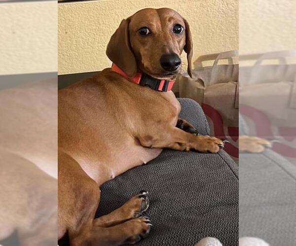 Medium Photo #1 Dachshund Puppy For Sale in Los Angeles, CA, USA