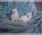 Small #5 Pomeranian