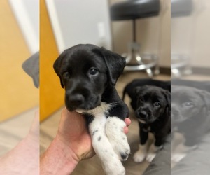 German Shorthaired Pointer-Great Pyrenees Mix Puppy for Sale in CHARLOTTE, North Carolina USA