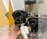 Small German Shorthaired Pointer-Great Pyrenees Mix
