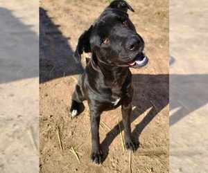 Labrador Retriever-Unknown Mix Dogs for adoption in Bethesda, MD, USA